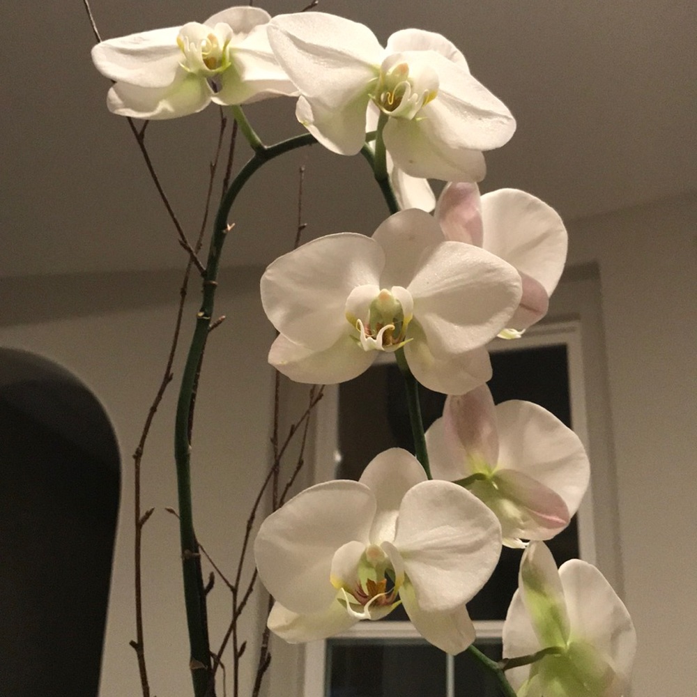 Meet your Posher, Melysa